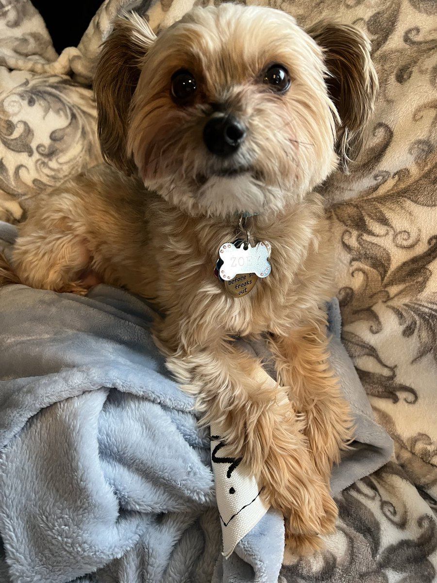 ChrisyTowler's tweet photo. Zoey and Hadley wanted to pop in and check on Twitter today. Hello friends…been a long time! https://t.co/44DdY5VgYf