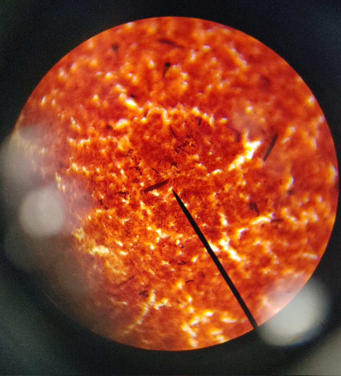 MLHSCook's tweet photo. Micro kids learned about gram staining today! Pretty good for their first time😉 #CTE #microbiology #Biomed #futurehealthprofessionals #AllInAtEast https://t.co/kuhXLWZN8C