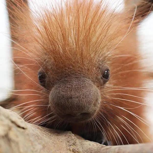 Hi, baby porcupines are really cute and here’s the proof