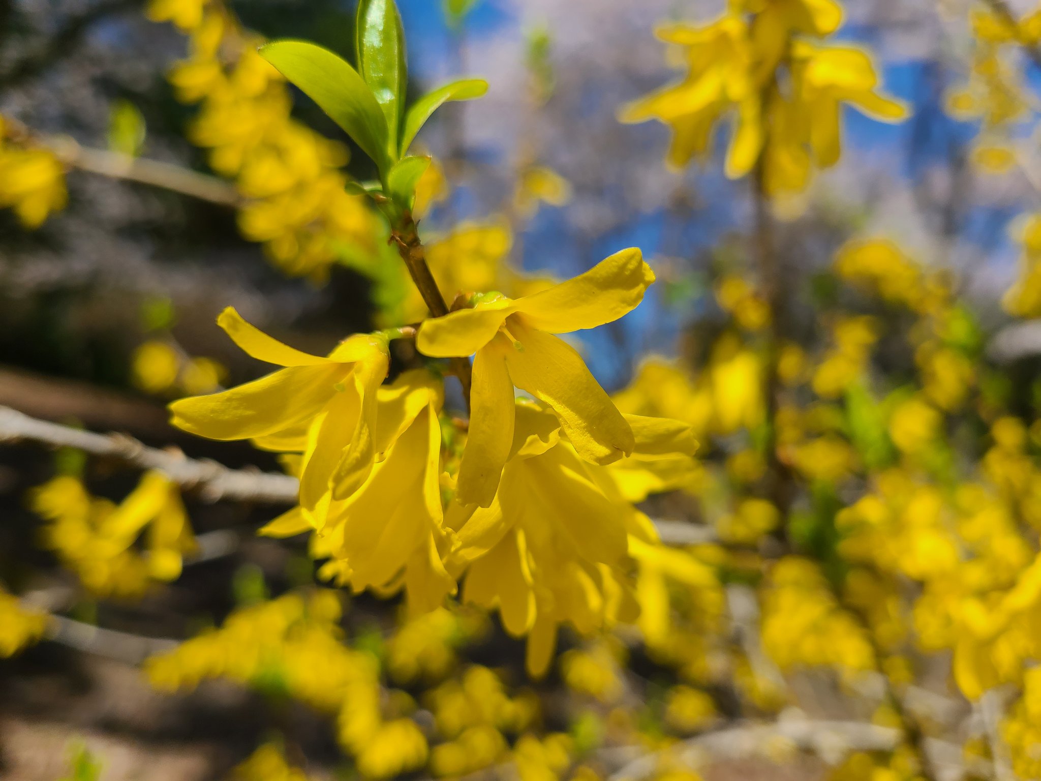 レンギョウ Twitter Search Twitter