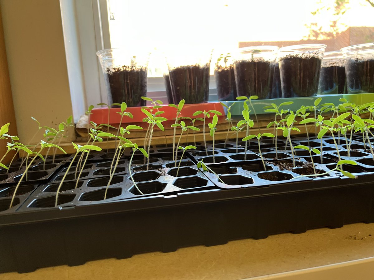 FrenierDenise's tweet photo. Our Tomatosphere plants are growing!!! @CCMMSRedwolves #OurDen https://t.co/GTIqeRXuuk