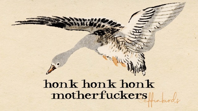 EffinBirds's tweet photo. https://t.co/LjlqMm9lck