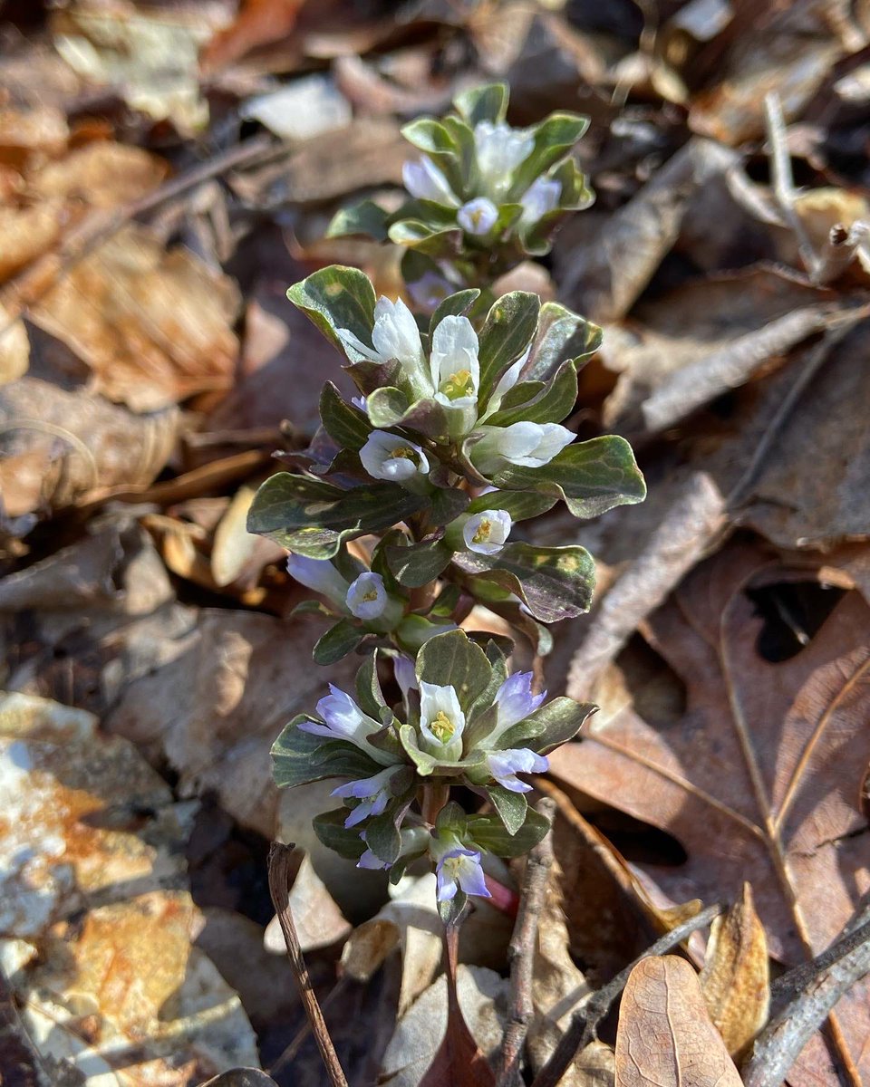 alex ebert tweet media