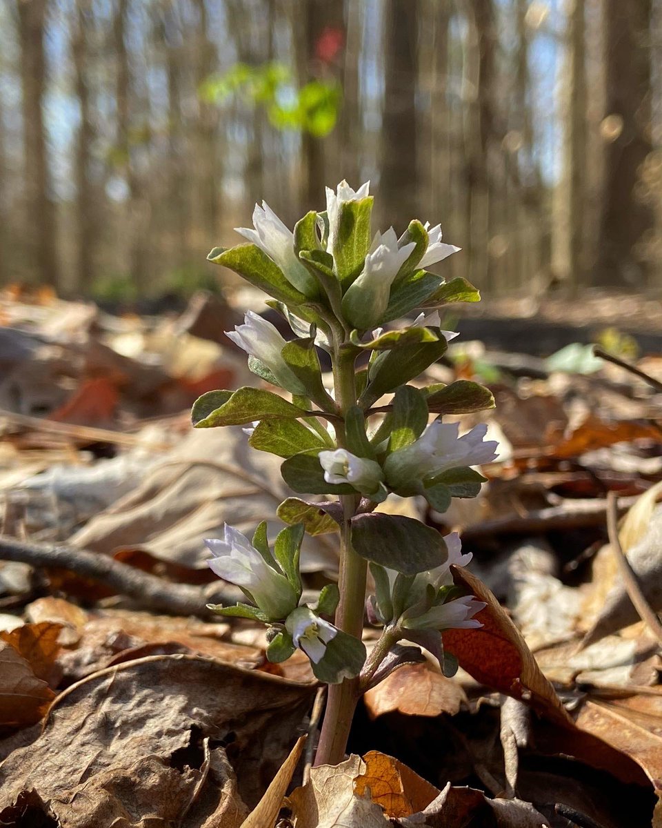 alex ebert tweet media