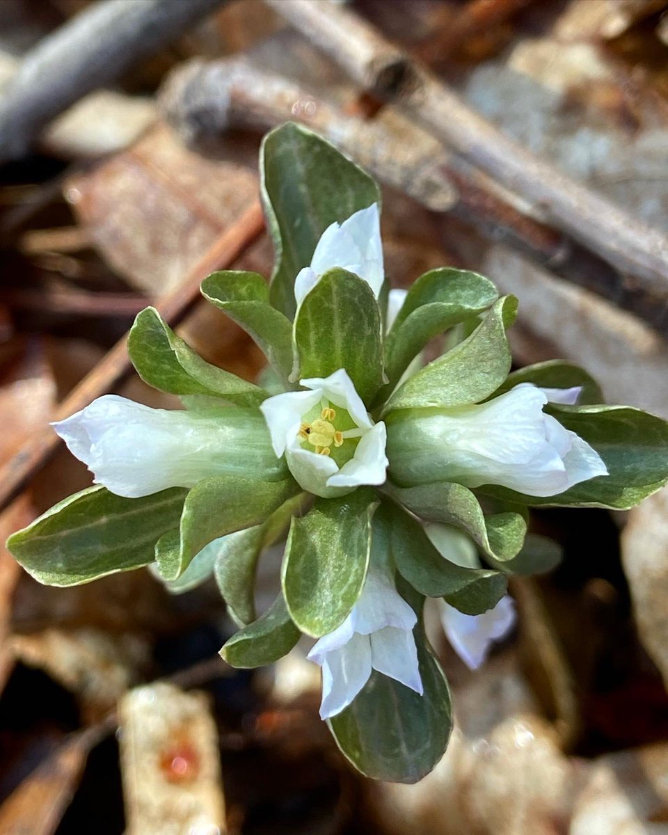 alex ebert tweet media