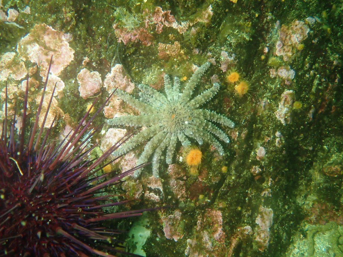 The @ReefLifeSurvey Bamfield Blitz 2022 is off to a great start!! Octopus rescue (🤞), two surveys, sunshine and rain, and big-ish Pycnopodia ⭐️. So excited to survey and work with amazing people for the next 2 weeks. @AmandaEBates @sea_en_emily @_thesee.