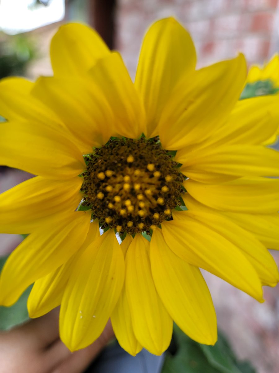 Got myself a Samsung Ultra just checking out the great shots of sunflower 🌻