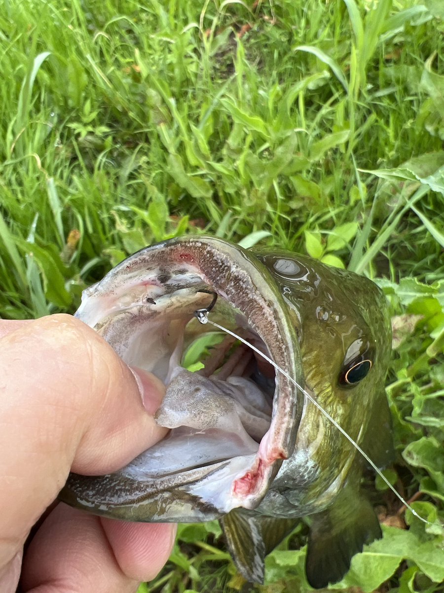 カットテール4   スプリット
スパテラ4の代替で😬
今更のCTだが　まあこれでも良いか…

スパテラ4は本当に存在するのか疑わしいレベルで売ってない。KTFスプールといい勝負では？　　村上さん…