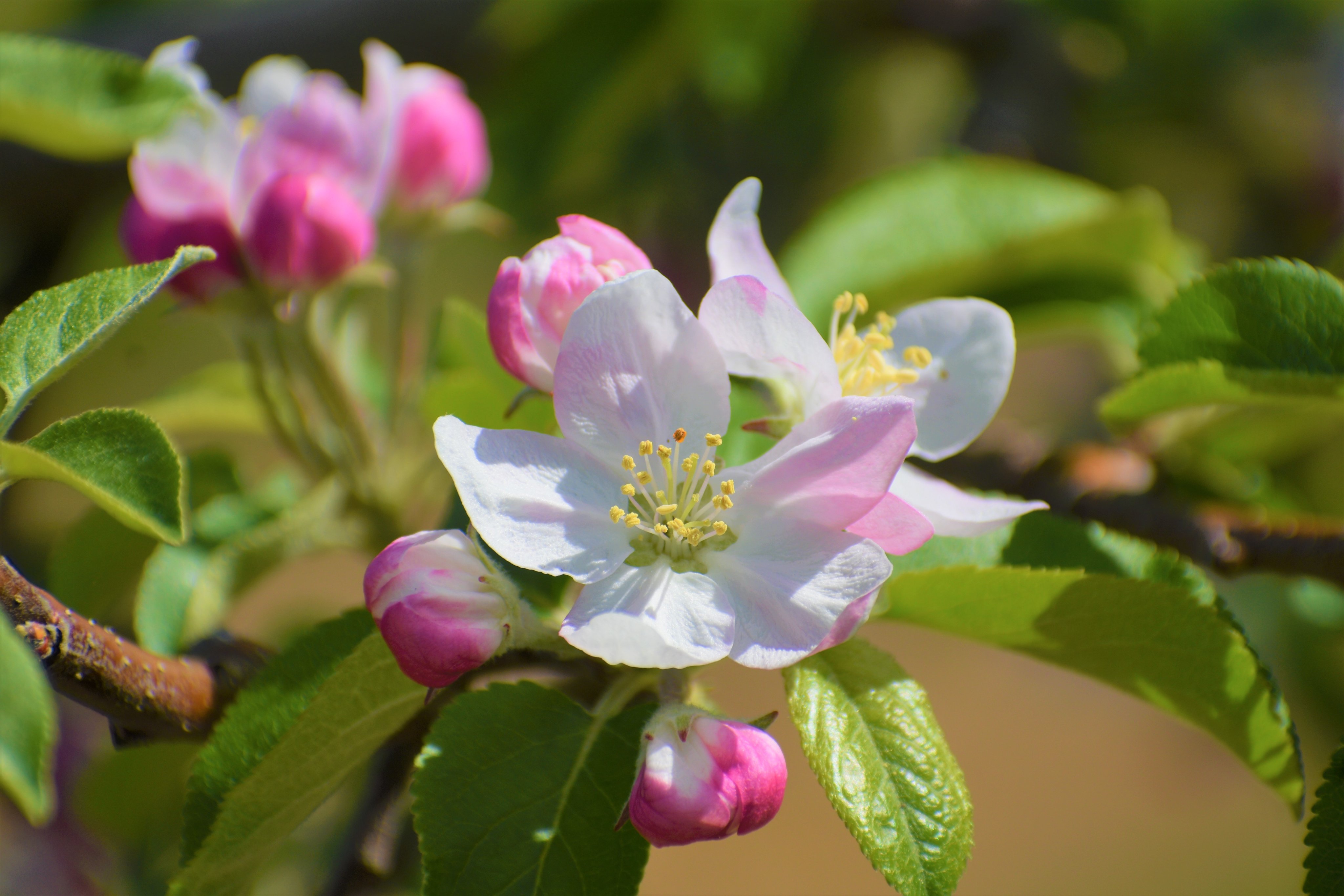 Jaあづみ公式 例年より5日ほど早く りんごの花が咲き始めました りんごの花は中心から咲き始め まわりのピンク色のつぼみがぷっくり膨らんでいる状態が とてもかわいいですよね １０日ほどしか咲かないためこの時期にしか見ることが出来ません お