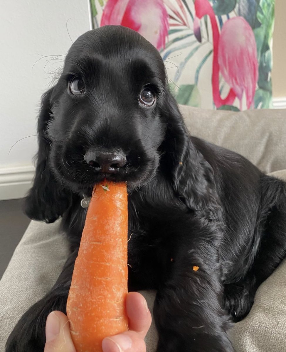 WeRateDogs tweet media
