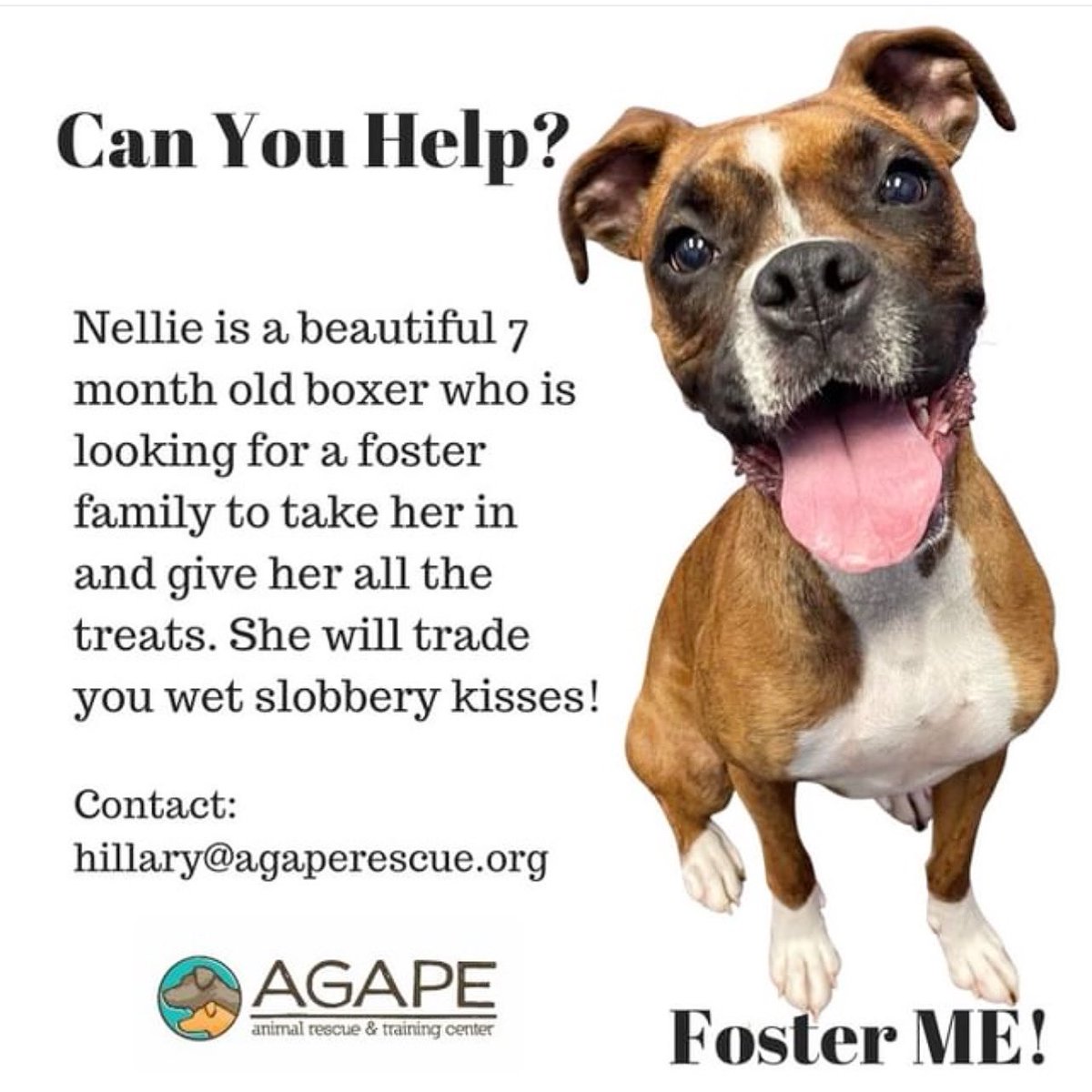 FOSTER: Can you help? 
👉 Contact <a href="/AgapeRescue/">Agape Animal Rescue & Training Center</a> if you can help Nellie! ✌️❤️🐶 #tinybutmighty