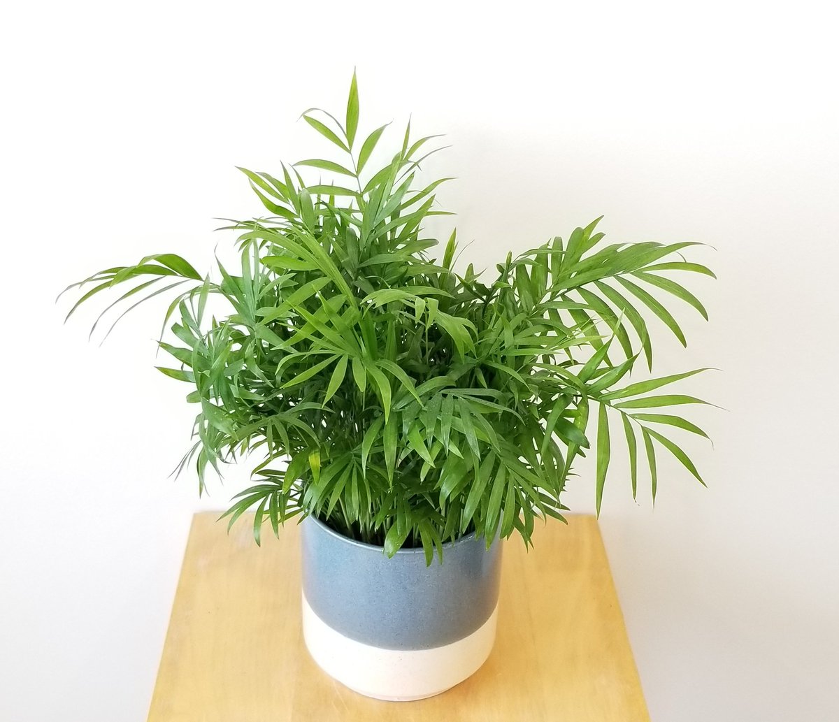 Beautiful #airpurifying #indoorplants available at @_InteriorPlants for #GTA delivery or in-store pickup in #mississauga or #etobicoke 💚🌿 On this photo: Parlour Palm 😍🌴grow in bright indirect light 🌿very strong air purifying qualities! 💙💚