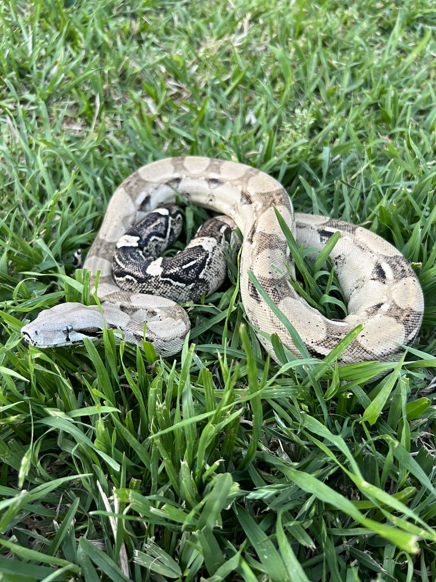Just a snake in the grass