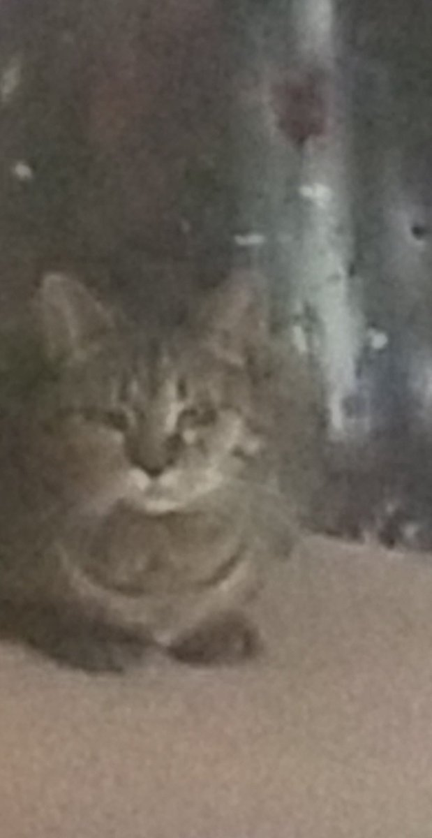 CHlJOKU's tweet image. ᅠᅠ
ᅠ
ᅠ

                             //

                                     fuck #munday its #makachewymonday

   Take my cat 
ᅠ
ᅠ
ᅠ