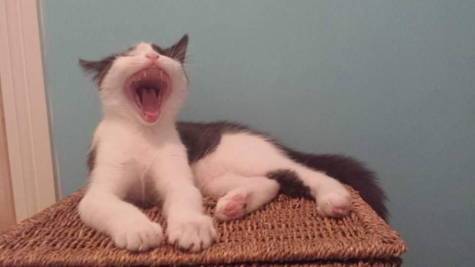 MClaxton79's tweet photo. @coopukinsurance #CoopInsurancePets #TeamCat Gizmo would love a pressie as obviously I am boring him! 🤣🤣🤣 https://t.co/vFsM6o1QWY