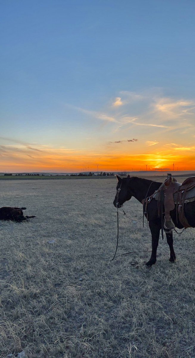 CoyShoemaker's tweet photo. Good horses and cool sunsets are where it’s at https://t.co/kINwRyMAvu