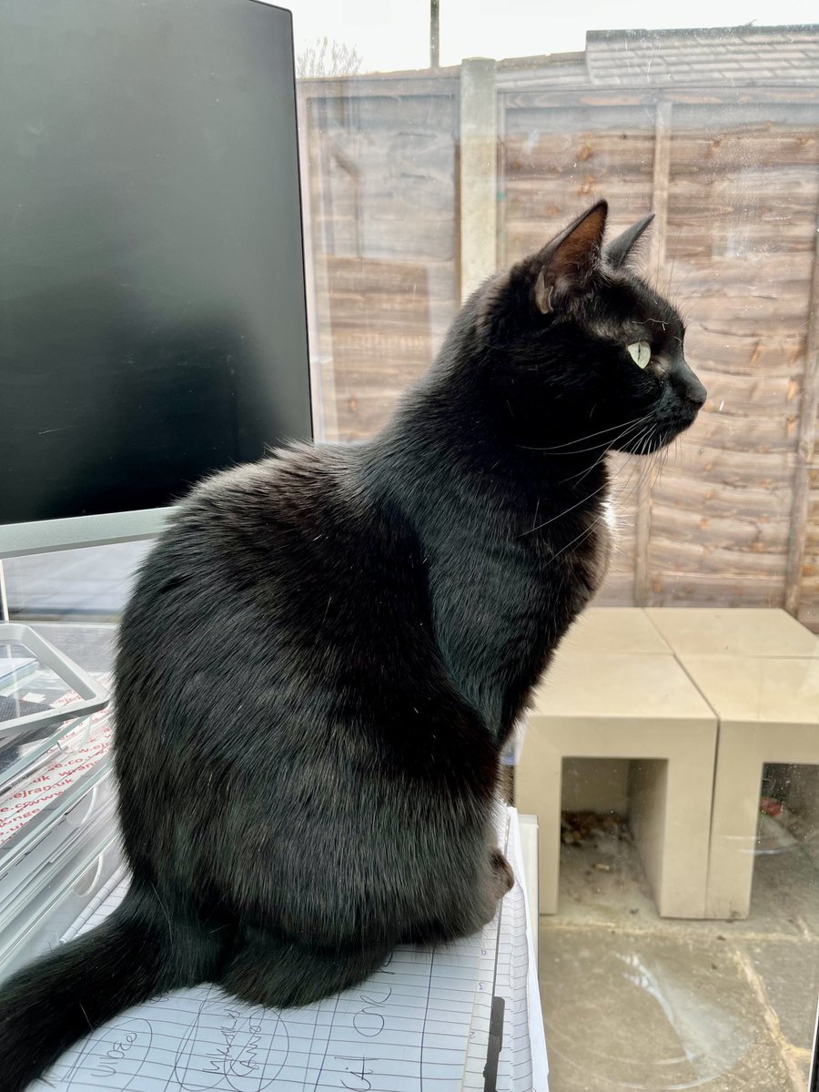 PickleAndNancy's tweet photo. Helping cat dad work by blocking his screen and sitting on his notepad - multitasking this #tunatuesday Have a wonderful day furiends, love Pickle 🐈‍⬛💕 https://t.co/iJrWF6IgEc