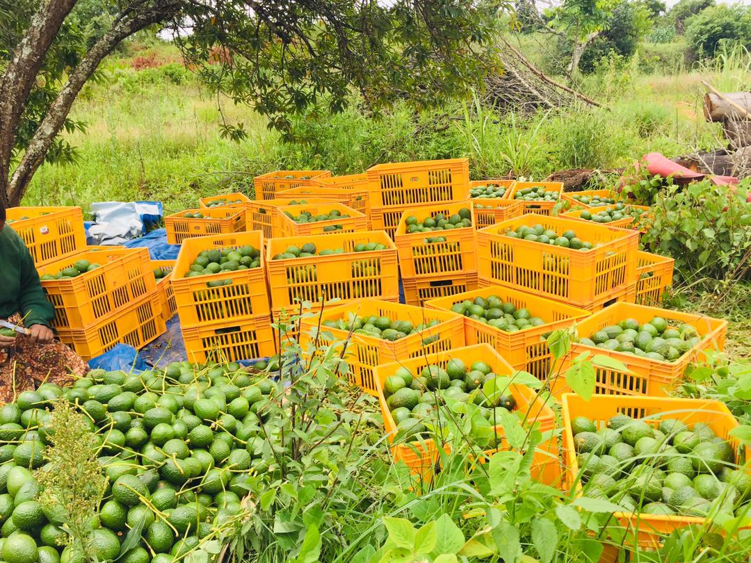 Everyday is a great day to be alive. 116/365
Happy Union Day Tanzania 🇹🇿 #AgriPex #Avocado #exporters #SMAgriConsultingLimited #UnionDay #Tanzania #Zanzibar