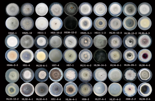 Molecules_MDPI's tweet photo. #RecommendedPaper #HighlyAccessed
Endophytic Fungal Community of Huperzia serrata: Diversity and Relevance to the Production of Huperzine A by the Plant Host
By: Shaohua Shu, et al.
👉https://t.co/MXV3M0ZJLB
📌#huperzine #Huperziaserrata #endophytic #fungi #diversity #Alzheimers https://t.co/3Aa3qxWhyE