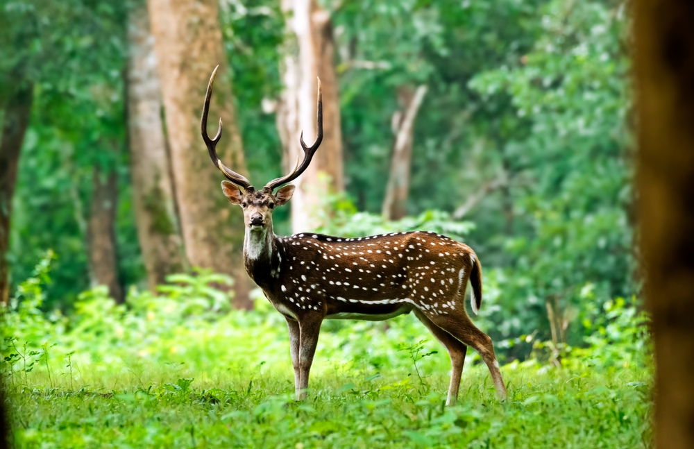 KeralaTourism tweet picture