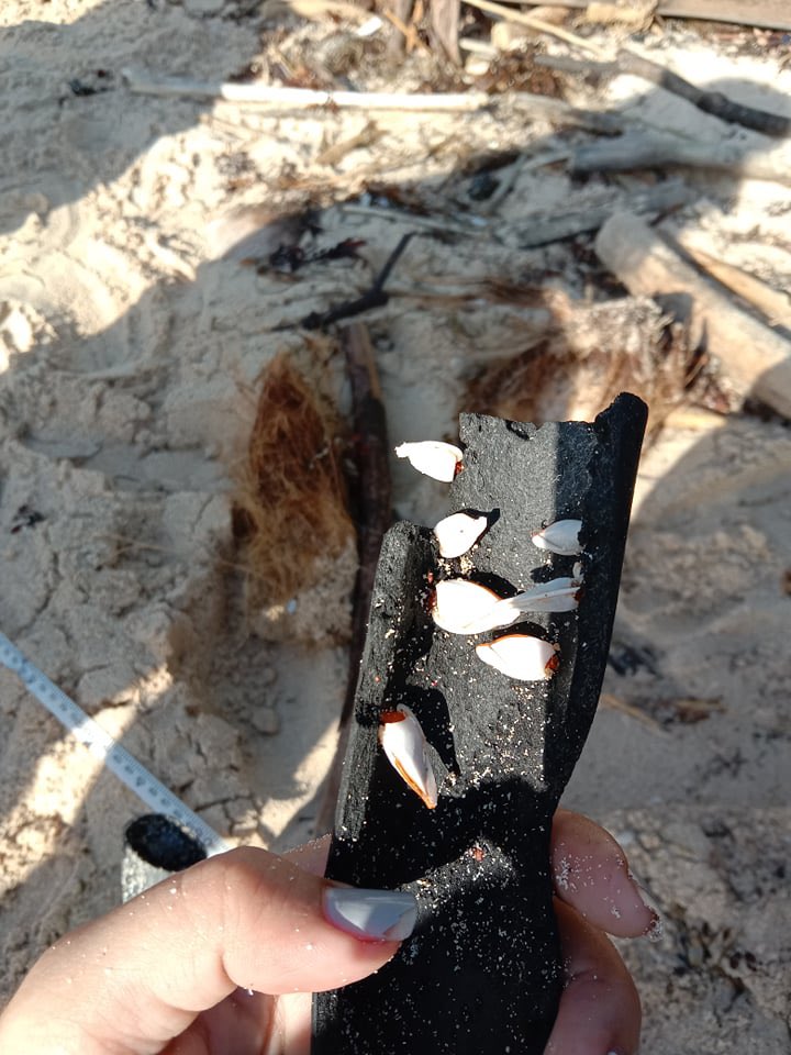 TorreyGorra's tweet photo. Every week #AmihanSaveOurShoresProject cleans #DahicanBeach at least twice. We helped this week and ran a 35x2m transect - in 5m we collected 1688 pieces of small hard plastics and almost 2300 pieces of trash. We also found some spp that recruited onto the garbage. Waste gathers https://t.co/BJYNgmwbiO