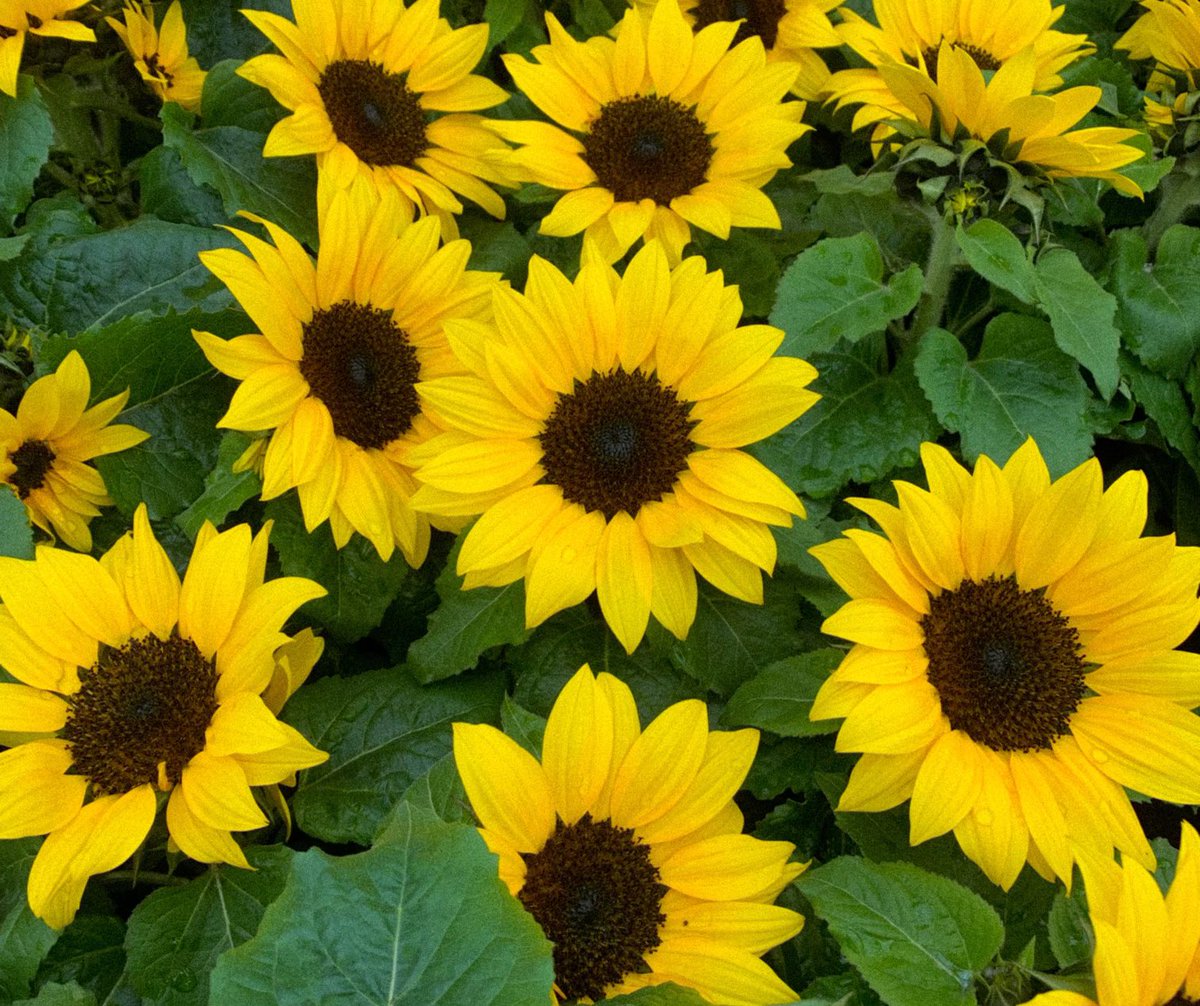Grab a touch of early summer with these gorgeous early sunflowers #summeriscoming #burston #gardencentre #stalbans #herts #sunflowers #sunflower #flowers #stalbansgardencentre #gardening #getoutside #sunshine #bright