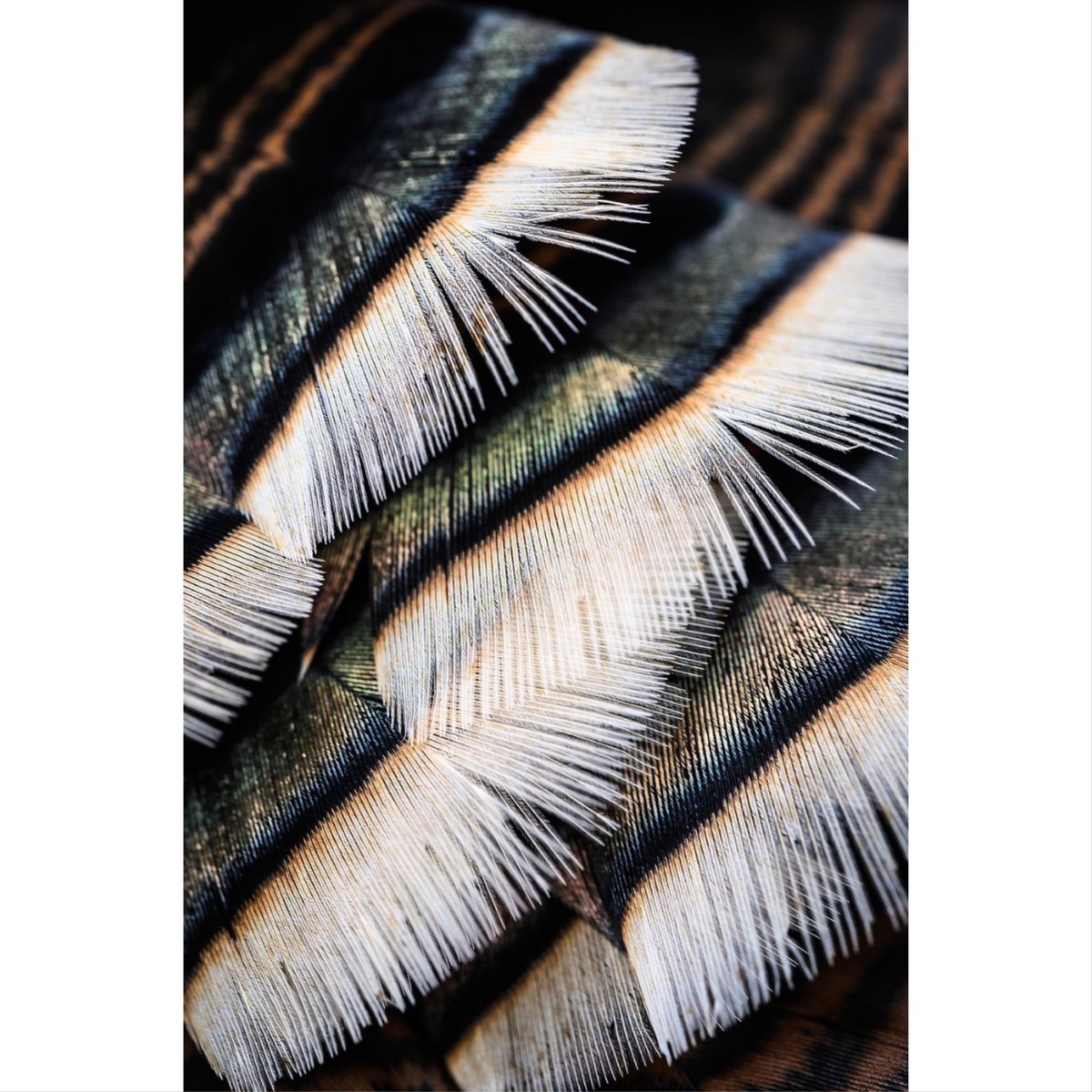 NickTrehearne's tweet photo. Spring details. https://t.co/gx9Pet2YYs