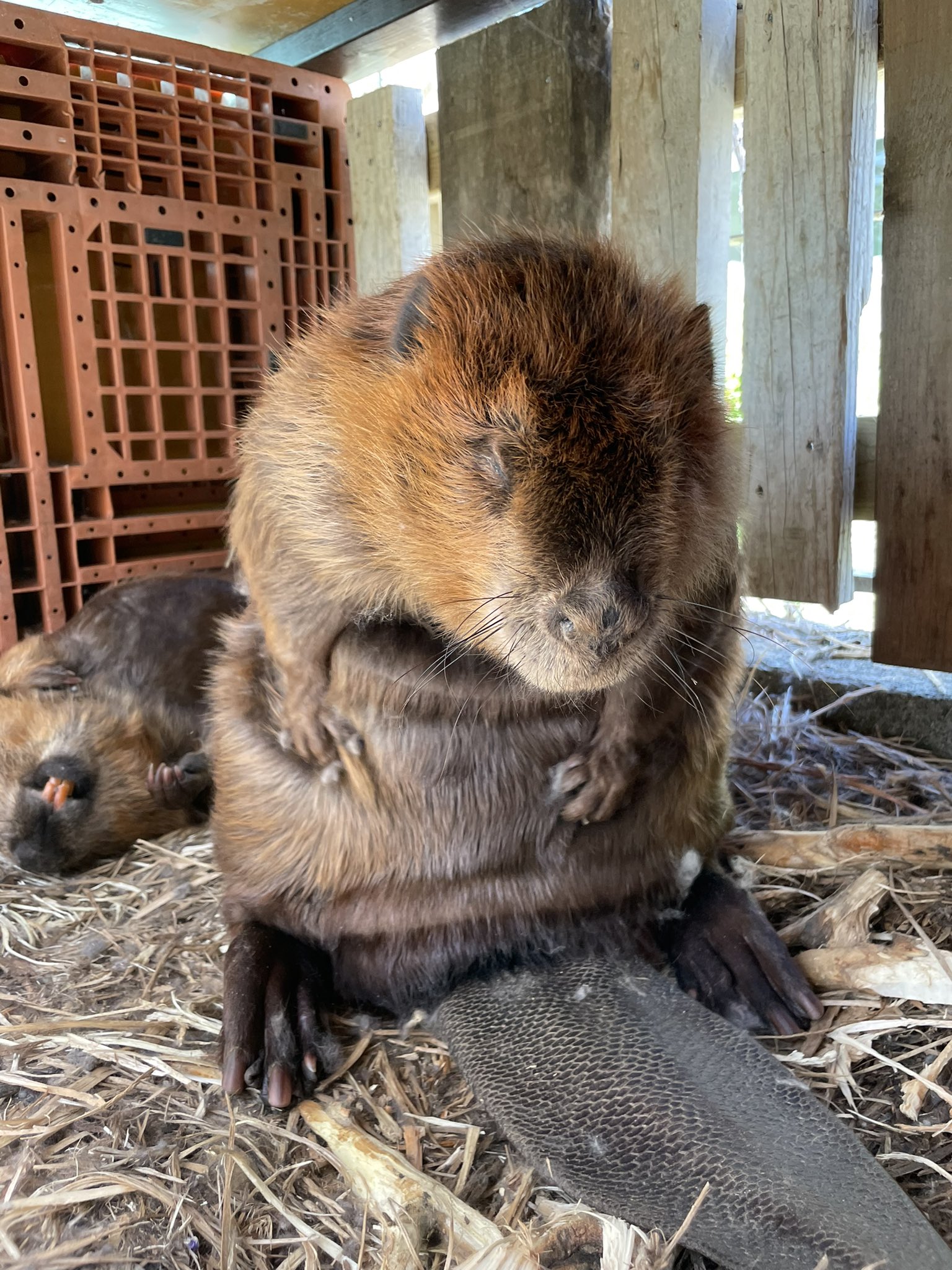 飯田市立動物園 公式 サンキュー 16 000いいね 飯田市立動物園 アメリカビーバー ガジコとハナコ T Co 1nj6xebppl Twitter