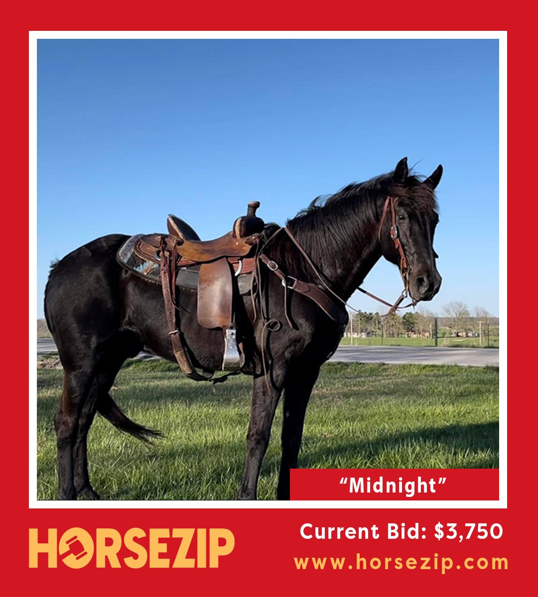 HorseZip (HorseZip) / Twitter