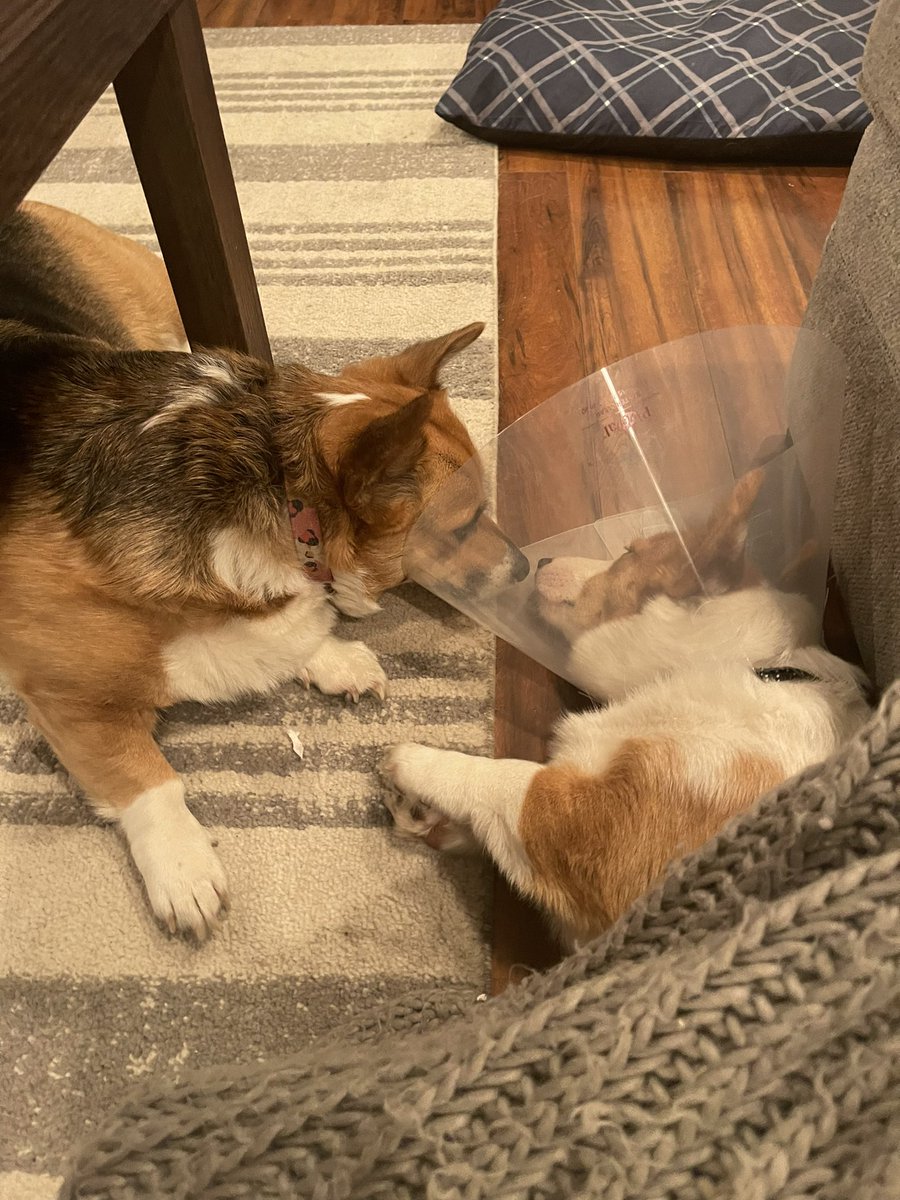 LoganTatum1's tweet photo. The love of a brother and sister 🥹❤️ these babies melt my heart https://t.co/hL5lTCpvfd