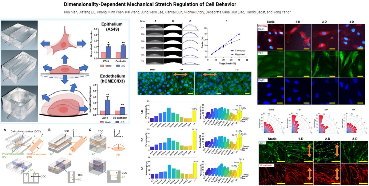 HaoYin20's tweet photo. Mechanosensing behaviors of #EndothelialCell in response to 1D, 2D circumferential, 3D radial #CyclicStretch

15% linear strain, 0.2 Hz, PDMS membrane deformation

Alignment, Junction, #FocalAdhesion, #YAP

Dr. Yong Yang lab, ACS Appl Mater Interfaces 2022
https://t.co/z7pOVLAZiy https://t.co/UHq1gzRCpK