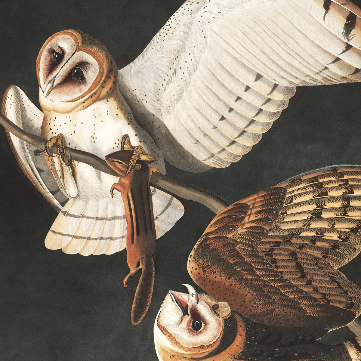 birdsofamerica_'s tweet photo. @CryptGem #birdsofamericanft is launching in May w/ a public mint of only 435 #NFTs. 25 WL spots. Based on the fine art of John James Audubon, which sets records (>$10m) whenever it goes to auction. Fully annotated w/ traits (rare "prey" attribute for #171 shown) &amp; quotes from the artist. https://t.co/408BBp5qlc