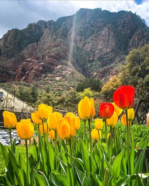 The vibrance of the tulips makes our hearts sing!  The birds are singing, the flowers are in bloom. We love this time of year!