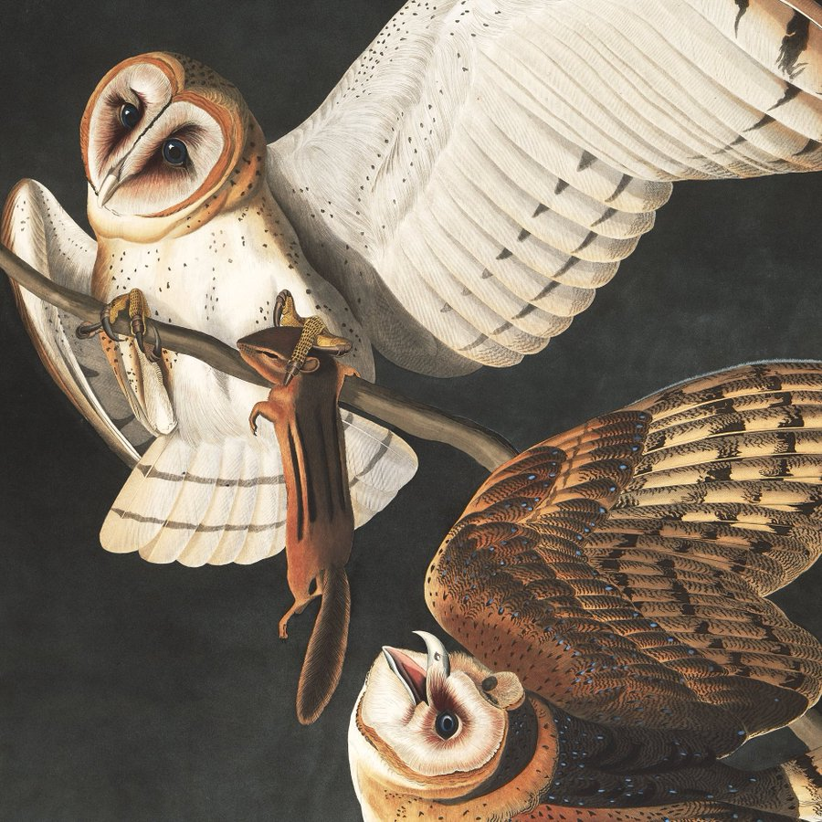 oldmancryptox's tweet photo. Don't miss out on #fineart #NFTs which are taking over from #bayc-style collections. 

The @birdsofamerica_ NFT is a 435-piece collection based on the fine art of #johnjamesaudubon… still holds the @sothebys auction record of $13m. Expect huge gains once art collectors get wind. https://t.co/3bKGAMlkZE