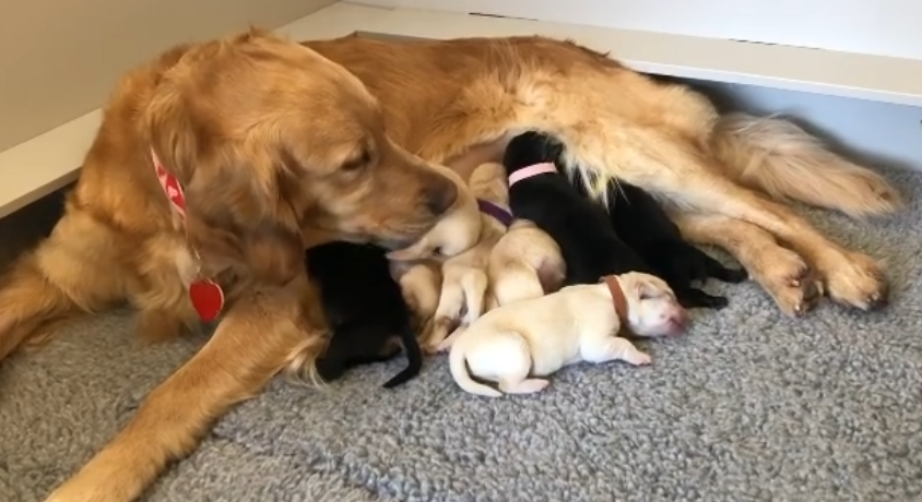 analy_ttrell's tweet photo. Meet the one-week-old pups, the T litter! Join the special LIVE intro Apr 27 at 6:30pm. You can register for this event here: https://t.co/mHt5W63Jb5
And if you’d like to contribute to the creation of life-changing partnerships, you can do so here: https://t.co/93UHZ7YAlL https://t.co/nRkpKua7OI