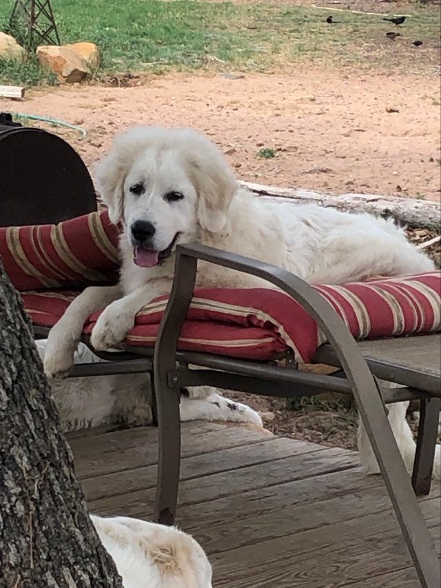 TX Patriot tweet media