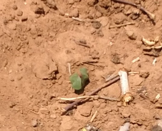 LDAMAX1's tweet photo. Well this little guy is the first volunteer stock of cotton I've seen this year. On the turn row where I had watered cover crop up. Soon it will be time to get the planters rolling, BUT, just seen that this April will be the driest on record. Drought keeps intensifying. https://t.co/WOEuu4AfHM