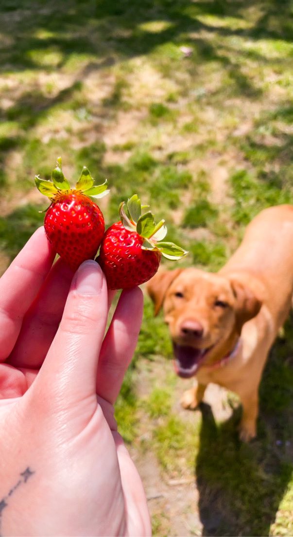 kel_swenn's tweet photo. It’s the way she looks at strawberries for me. https://t.co/DrScoHuaHo