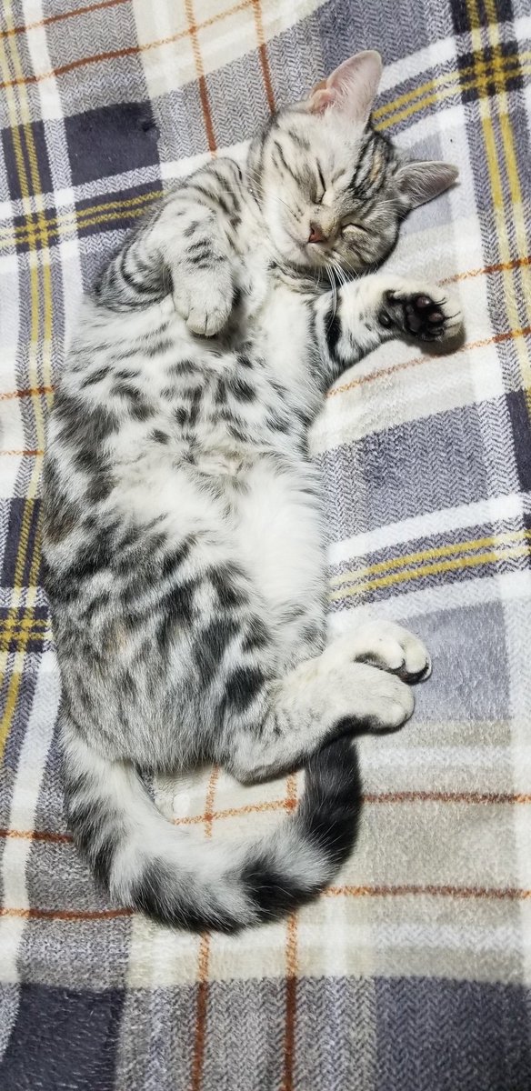 こば@Ninja1000 tweet media