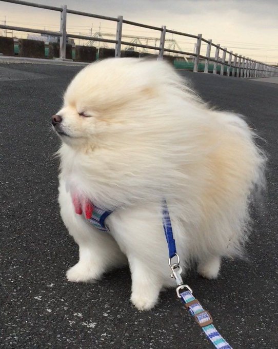 Dinomite🦖🧨 (@dinogodwhale) on Twitter photo 