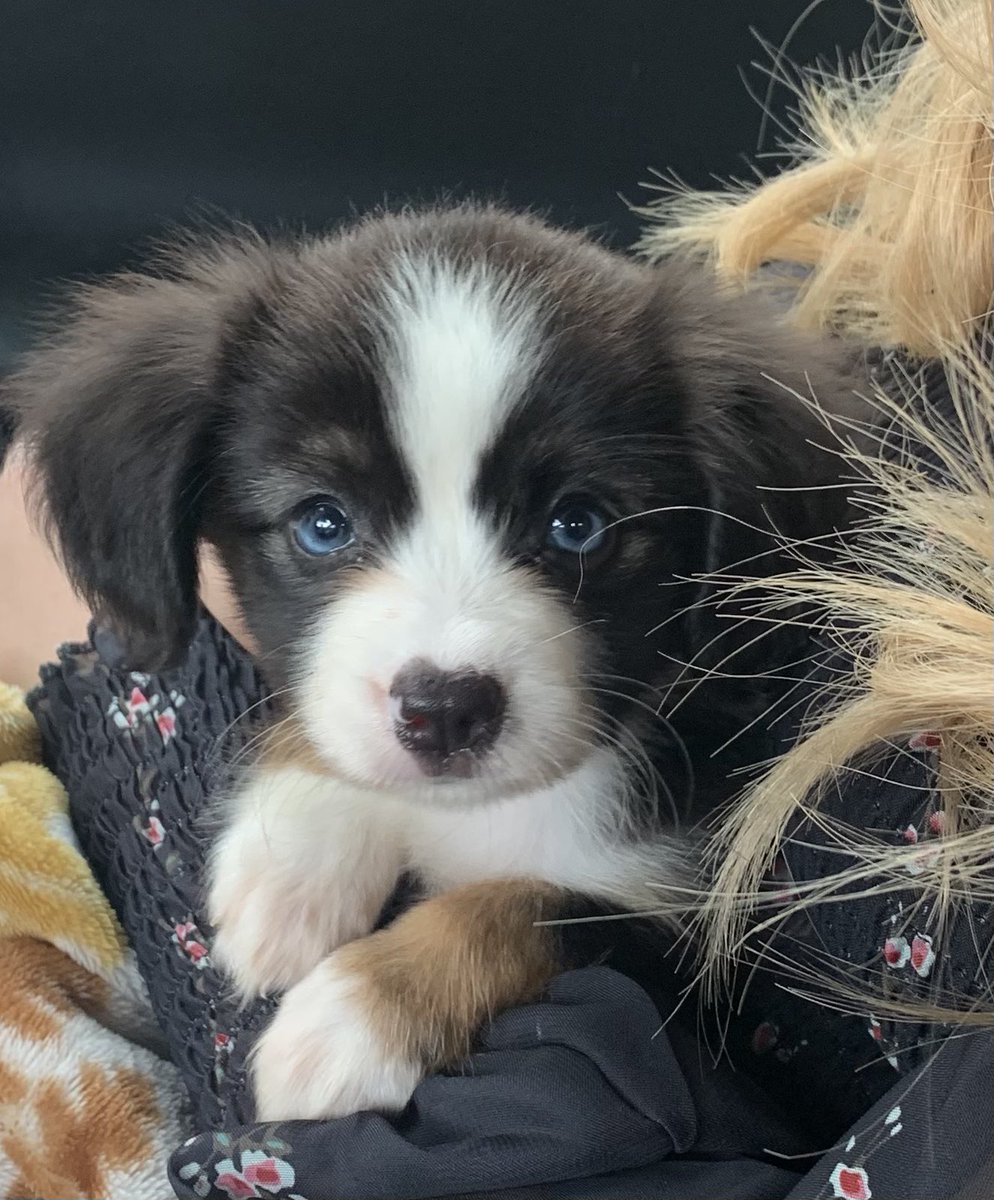 irlangela's tweet photo. any misty simps? 🐶 https://t.co/6I36zC1QUQ