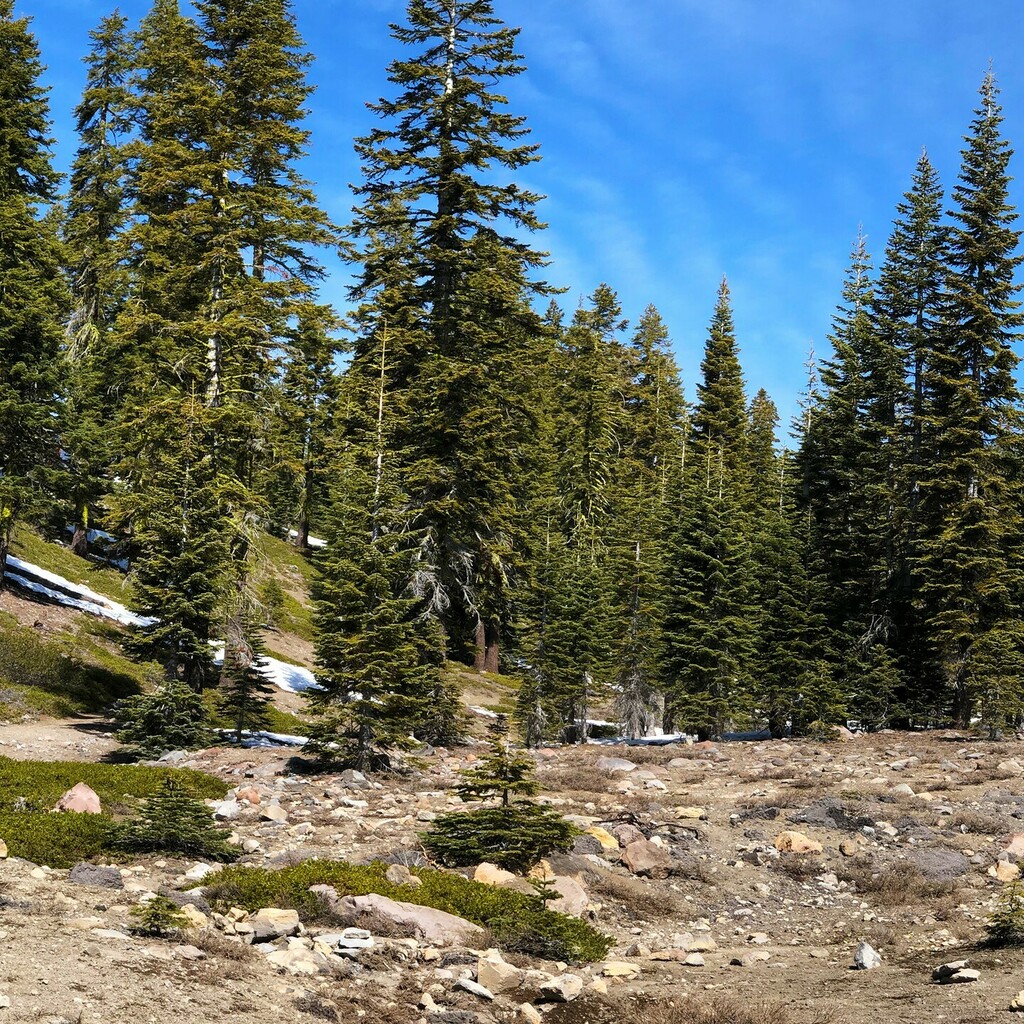 🏔 Mt. Shasta 🏔 instagr.am/p/Ccy_t0AlIn9/