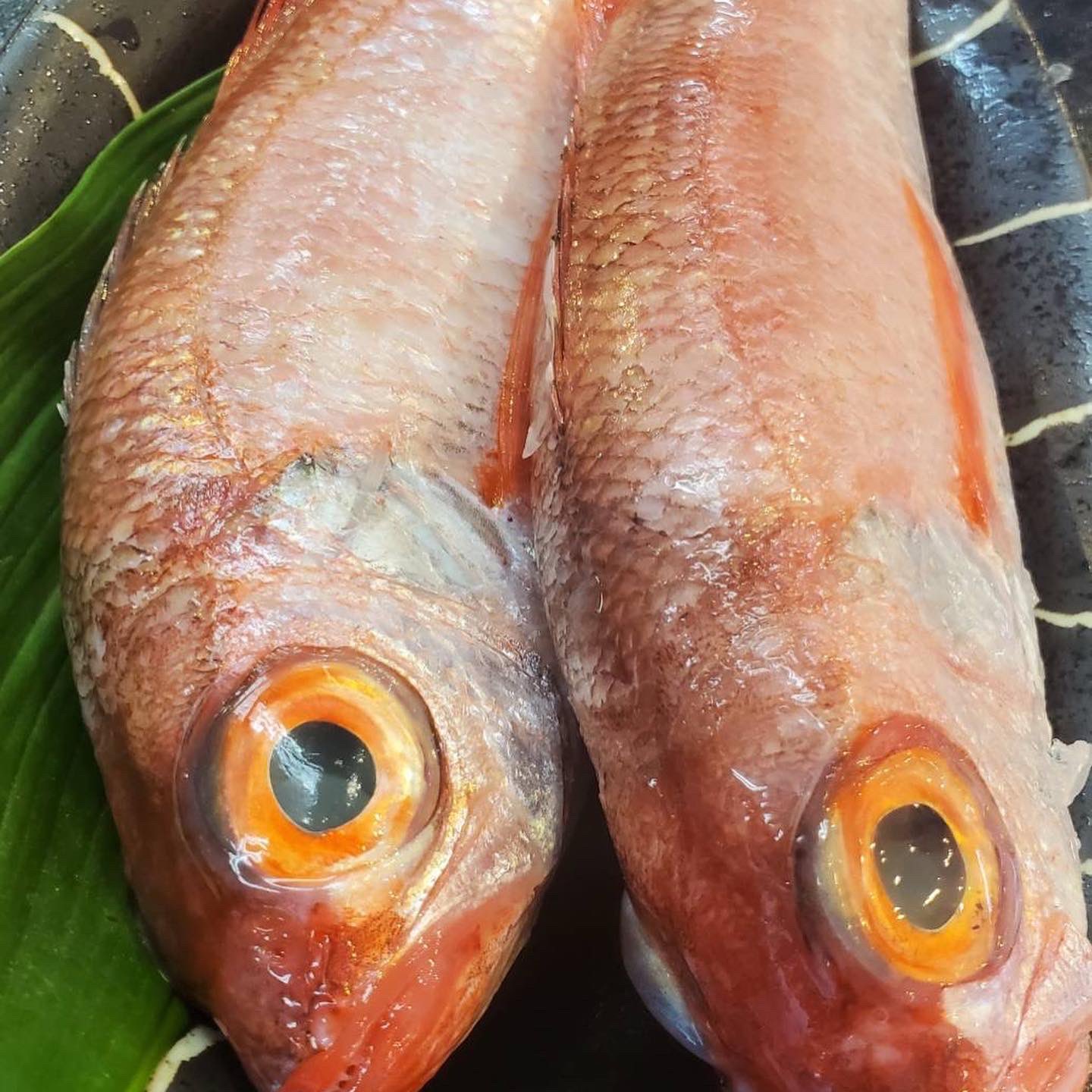 産直市場海道 奈良 でっかい太刀魚 高級魚のどぐろ 白海老 甘海老 大人気の海道の旨い寿司 などなど 今日も上質で美味しいお魚たくさんご用意してますヨ お造り盛り合わせもございます この写真の感じで1人前1500円です また ご予算 ご用途に応じ