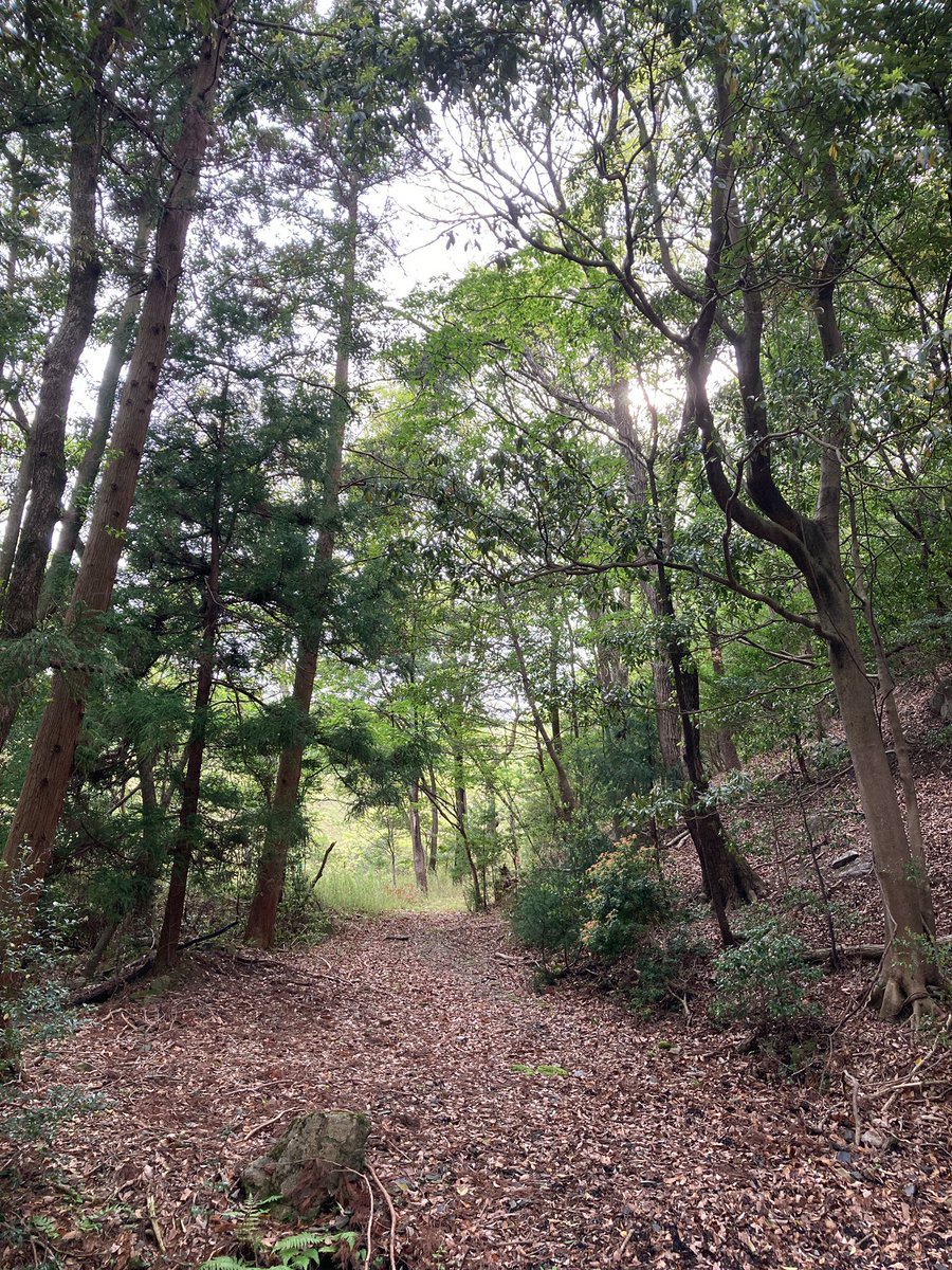 miko63543035's tweet photo. 新緑🌲 ウォーキング🚶‍♀️
とても気持ち良くて
良かったで～す
🌿⸜(๑⃙⃘'ᗜ'๑⃙⃘)⸝🌿
気持ちも清々しく🍃
良くなる💮💯
#新緑 #森林浴 #自然 #緑 https://t.co/dA98yuiMXN