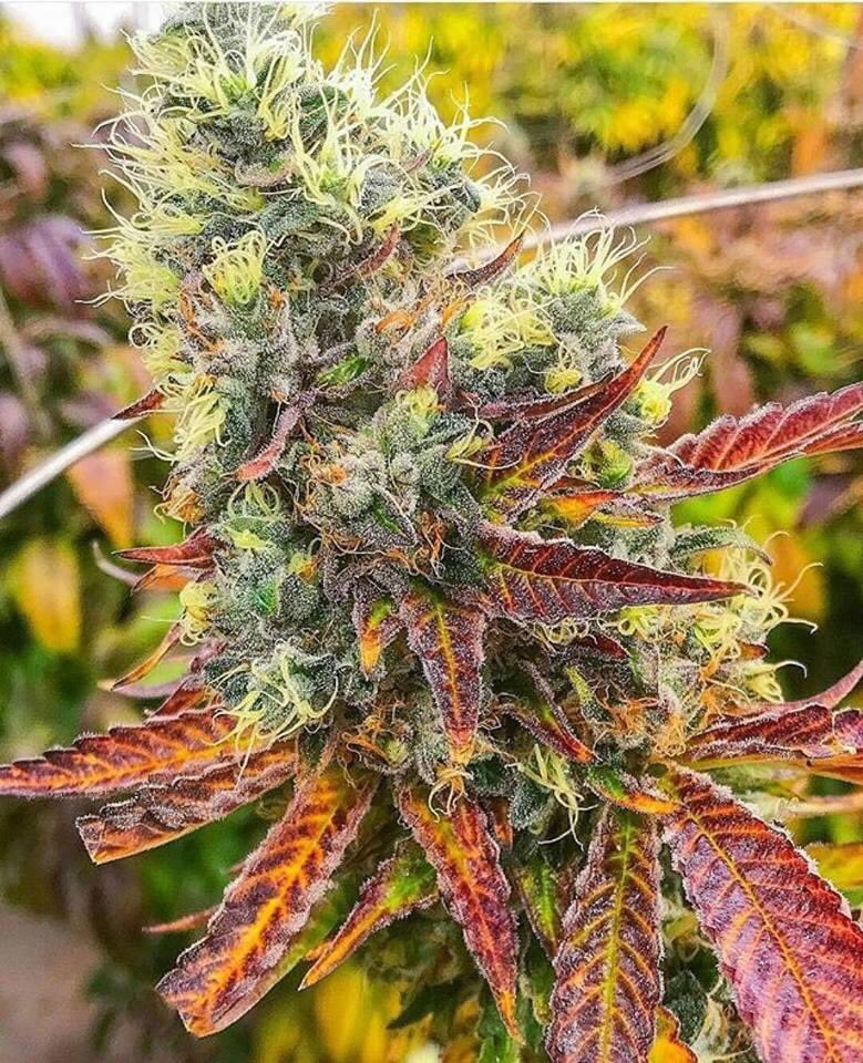 LKBanks420's tweet photo. What happened the first time you smoked weed? https://t.co/nE1D8tHnzD