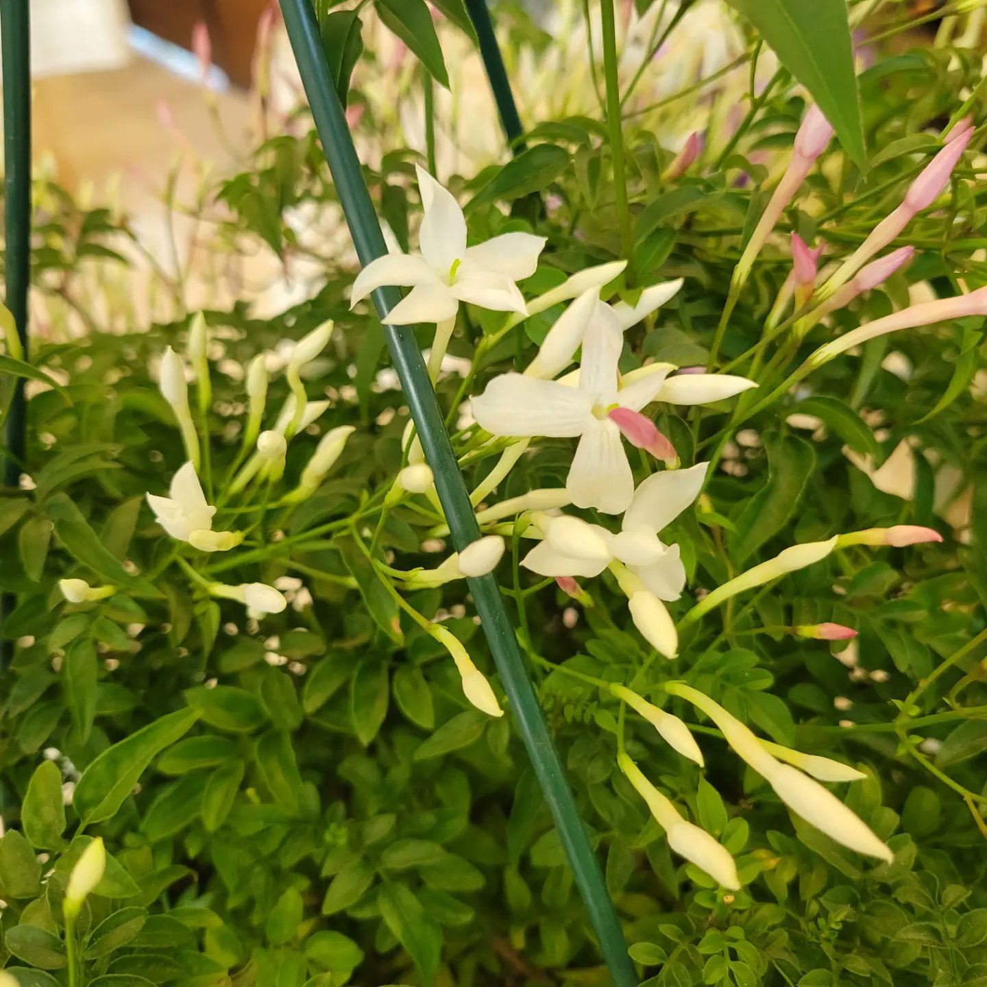 Cafe Jasmineチャレンジショップ お店の花 ジャスミン が 咲き始めましたー ハゴロモジャスミン という種類のジャスミンです 咲き始めたばかりですが すでにいい香り ー お越しの際には ジャスミンの香りも どうぞお楽しみ下さい