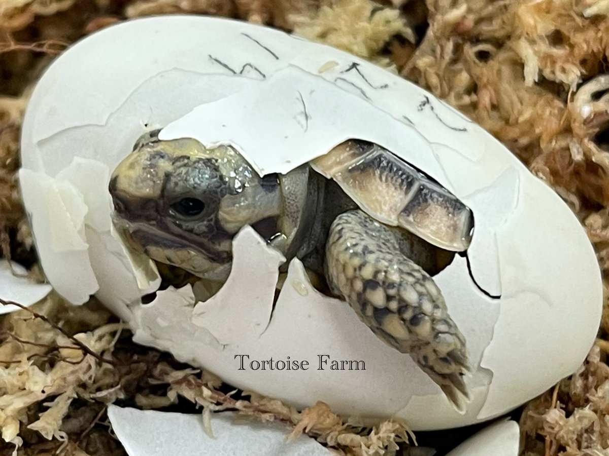 Tortoise_Farm's tweet photo. パンケーキガメ
鼻先ハッチから2日目
可愛いパッチリ黒目😳
第一印象は
ベビーなのに腕の厚みが
結構あるのね💪
#パンケーキリクガメ
#パンケーキ
#赤ちゃん
#リクガメ
#サイテス
#Africanpancaketortoise
#Pancaketortoise
#Malacochersustornieri https://t.co/vvM1AnwWWl