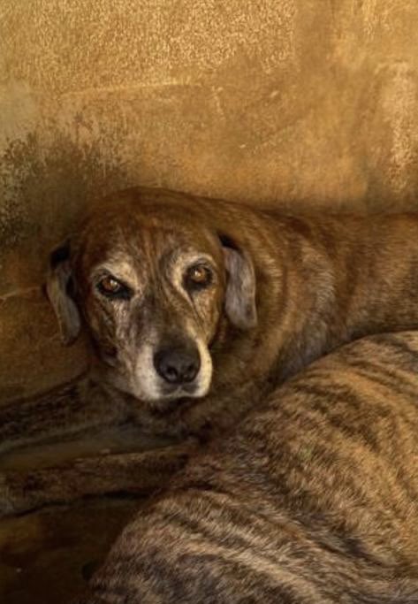 achsah_h's tweet photo. Hey everyone! I really need your help 🙏🏽 One of My doggos ran away today with the bad weather and we haven’t been able to find her. Please if you live in and around the St. Anns area or know anyone who does - be on the look out for her and let me know! https://t.co/zn3vsWlEsX