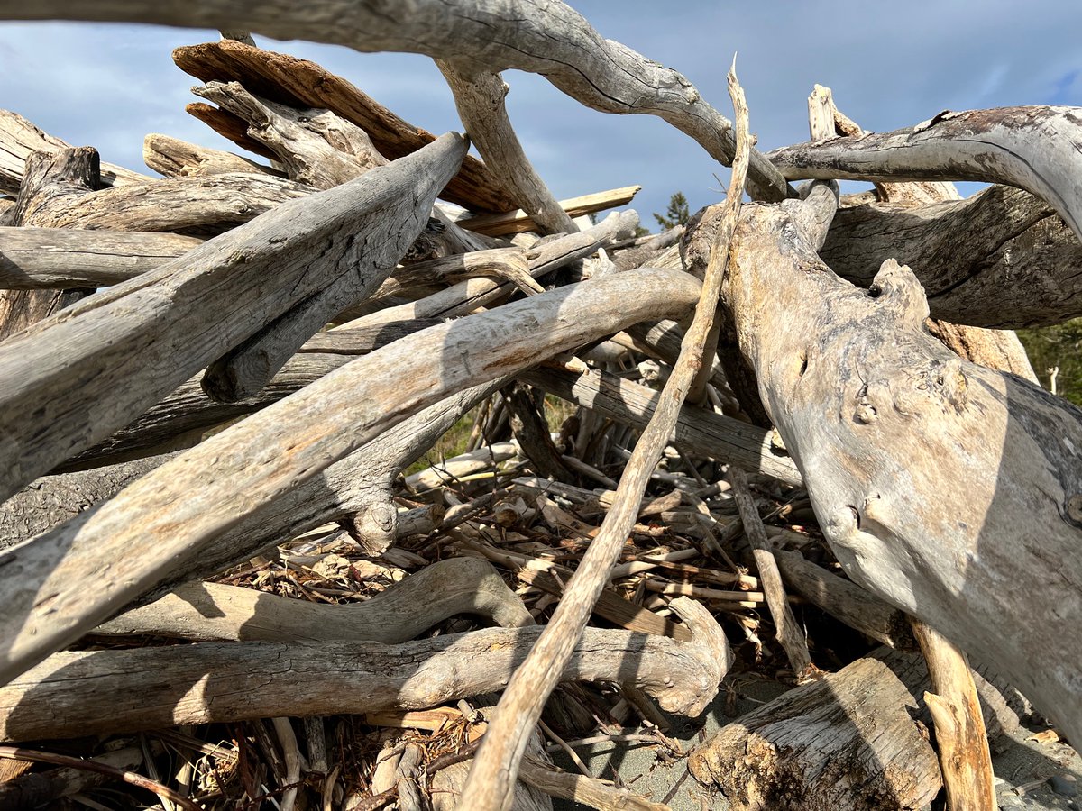 _Rose_A's tweet image. 