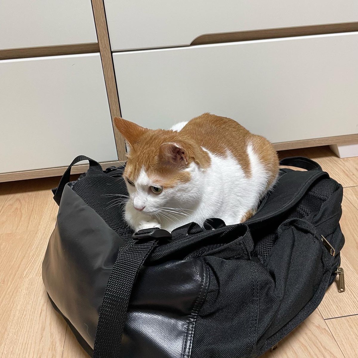 danbi0139's tweet photo. 집사가 가방 위에 올라가는 거 안좋아하는데 한눈 판 사이에 올라가놓고 눈 안마주치는 거 너무 웃겨 이고양이.. https://t.co/7o76A8heIi